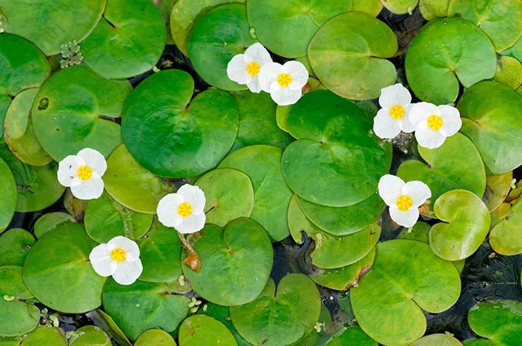 hydrocharis